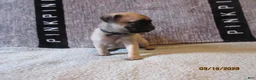 Pug dogs for sale: Pug Puppy 4 - Ad 10