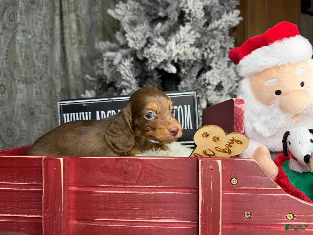 Miniature Dachshund dogs for sale: Ready 12/24/25 - Ad 12