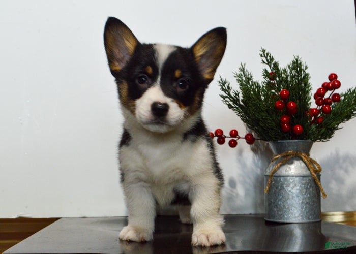 Welsh Corgi Pembroke dogs Winnie - Ad 36