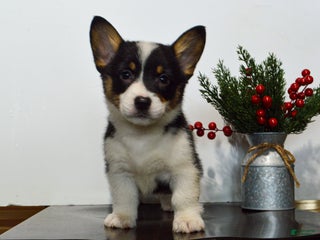 Welsh Corgi Pembroke dogs Winnie - Ad 36