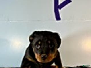 Rottweiler dogs Shirley - Ad 37