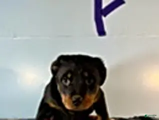 Rottweiler dogs Shirley - Ad 41