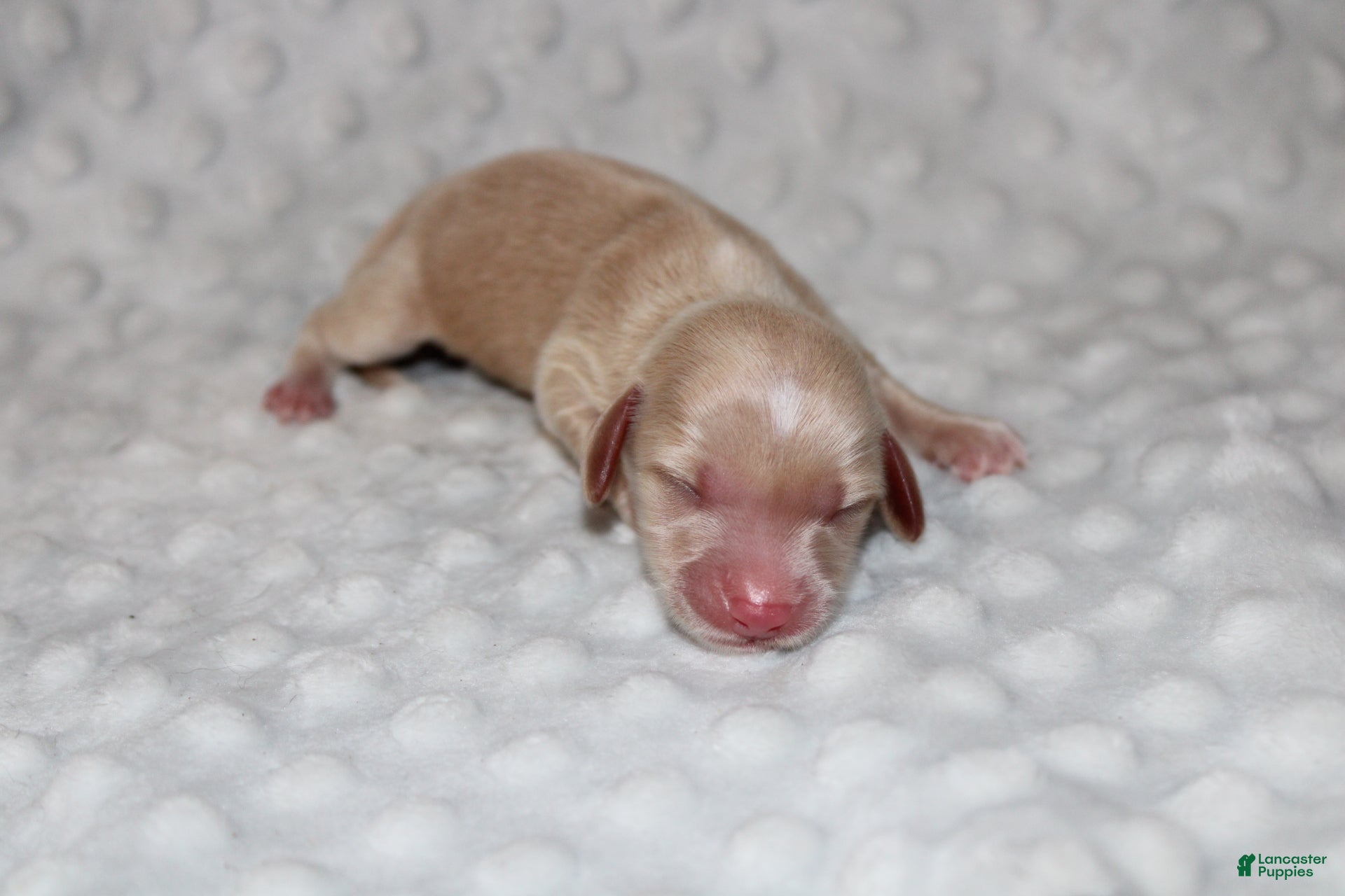 Miniature Dachshund dogs Dottie  - Ad 1