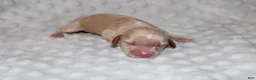 Miniature Dachshund dogs for sale: Dottie  - Ad 1