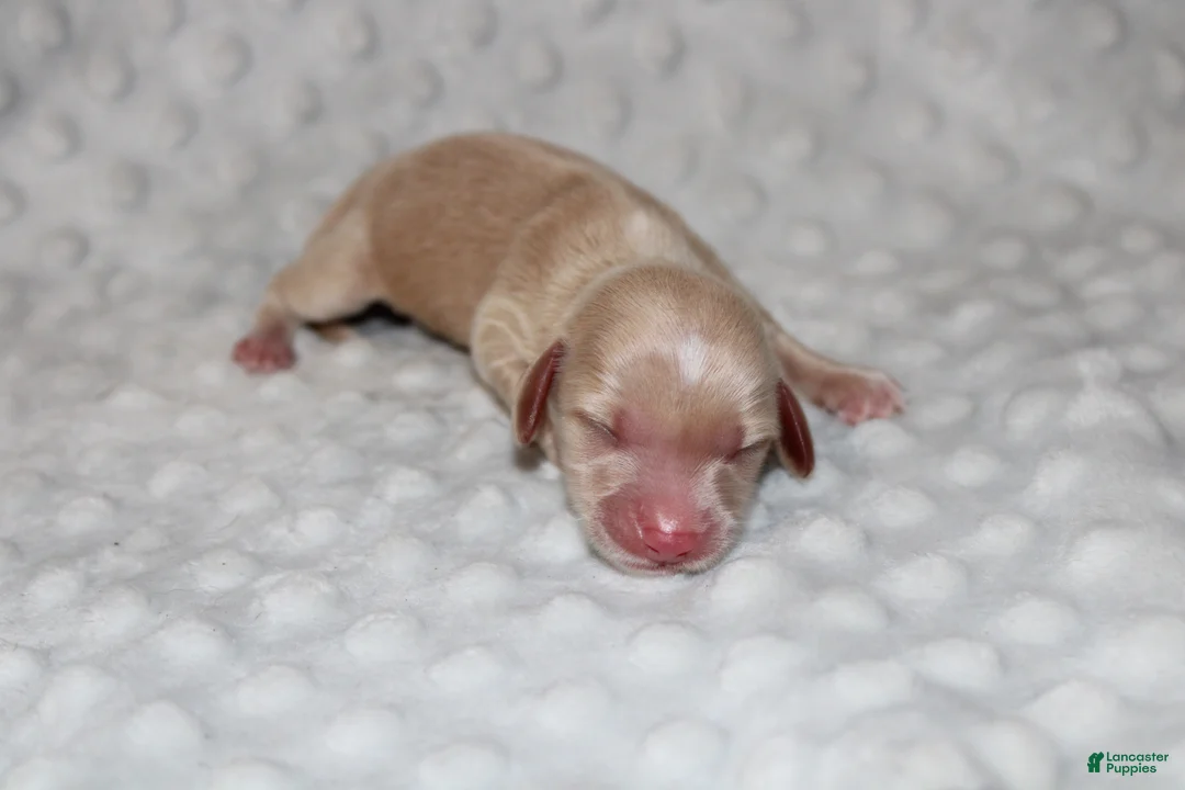 Miniature Dachshund dogs for sale: Dottie  - Ad 1