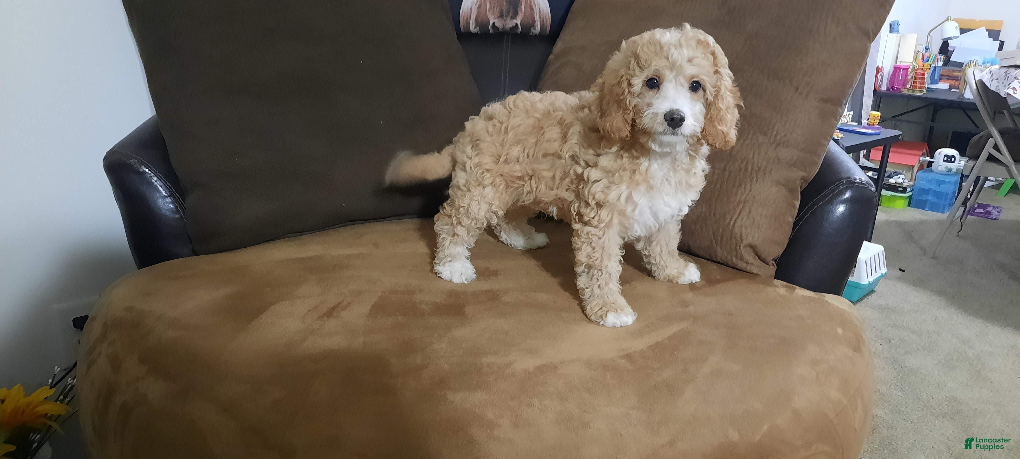 Cavapoo dogs Cavapoo Puppy 1 - Ad 2