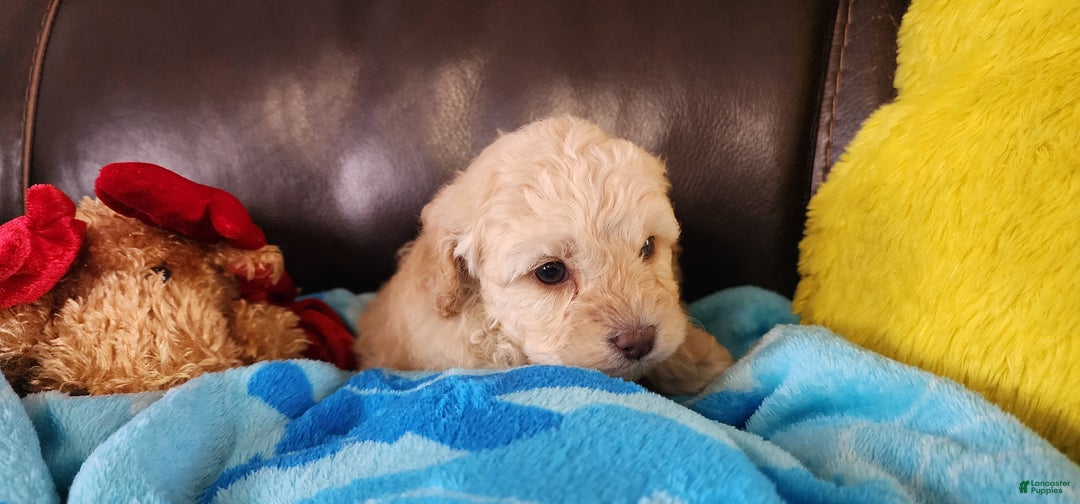Shihpoo dogs for sale: Graham - Ad 5