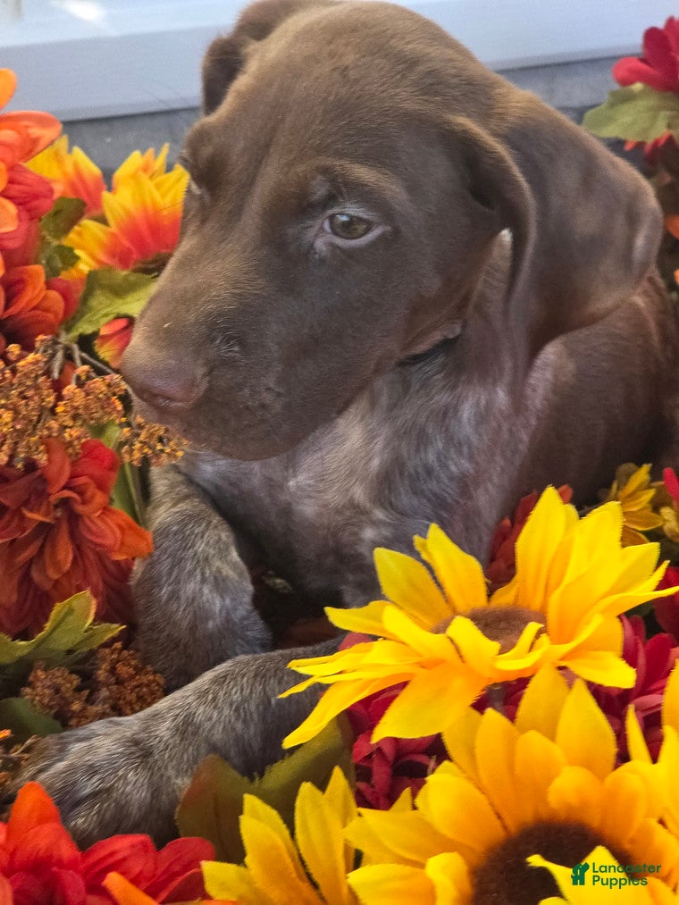 German Shorthaired Pointer dogs Griffin  - Ad 2