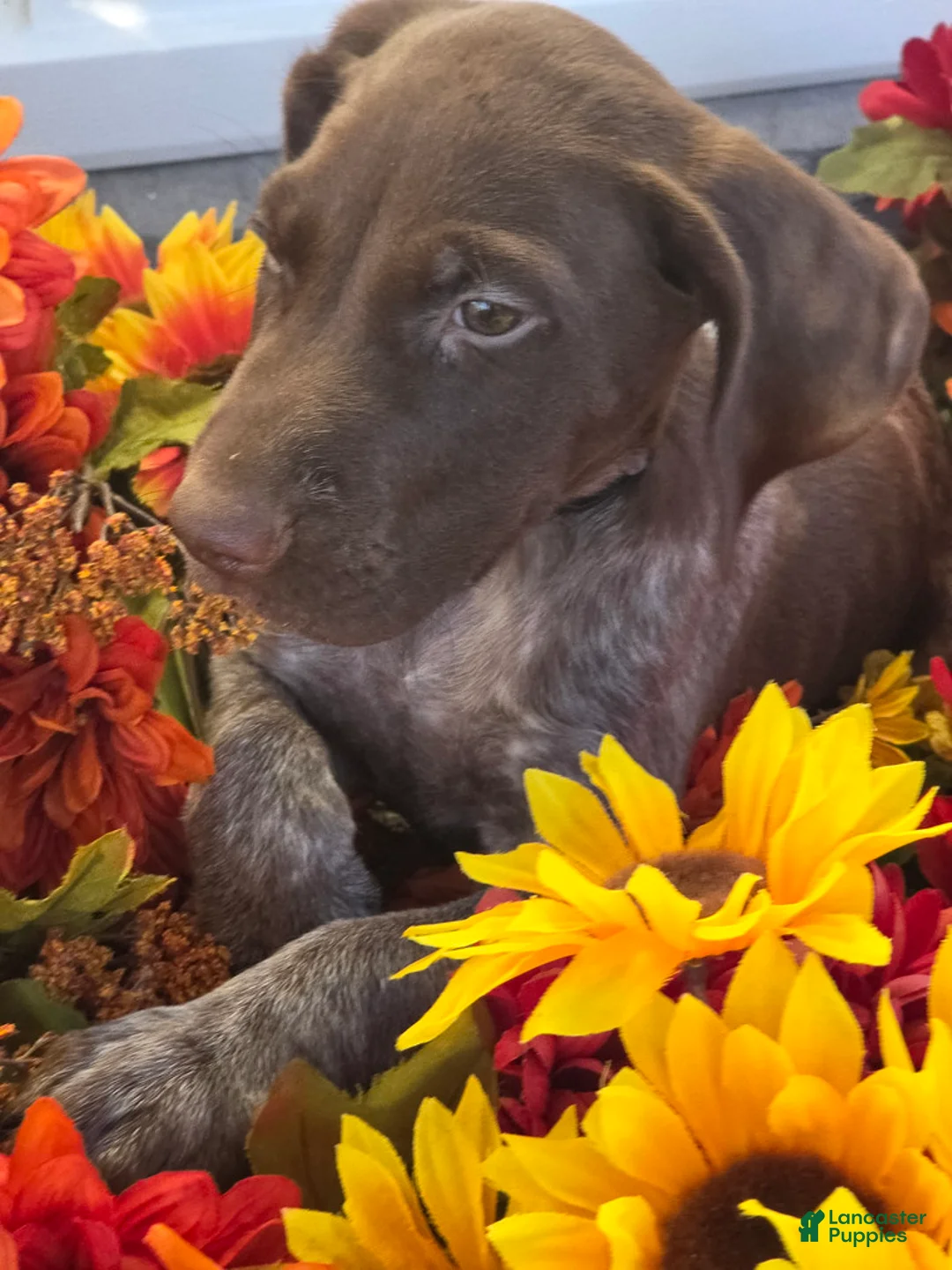 German Shorthaired Pointer dogs for sale: Griffin  - Ad 2