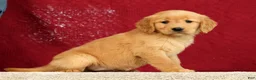 Golden Retriever dogs for sale: Daisy - Ad 3