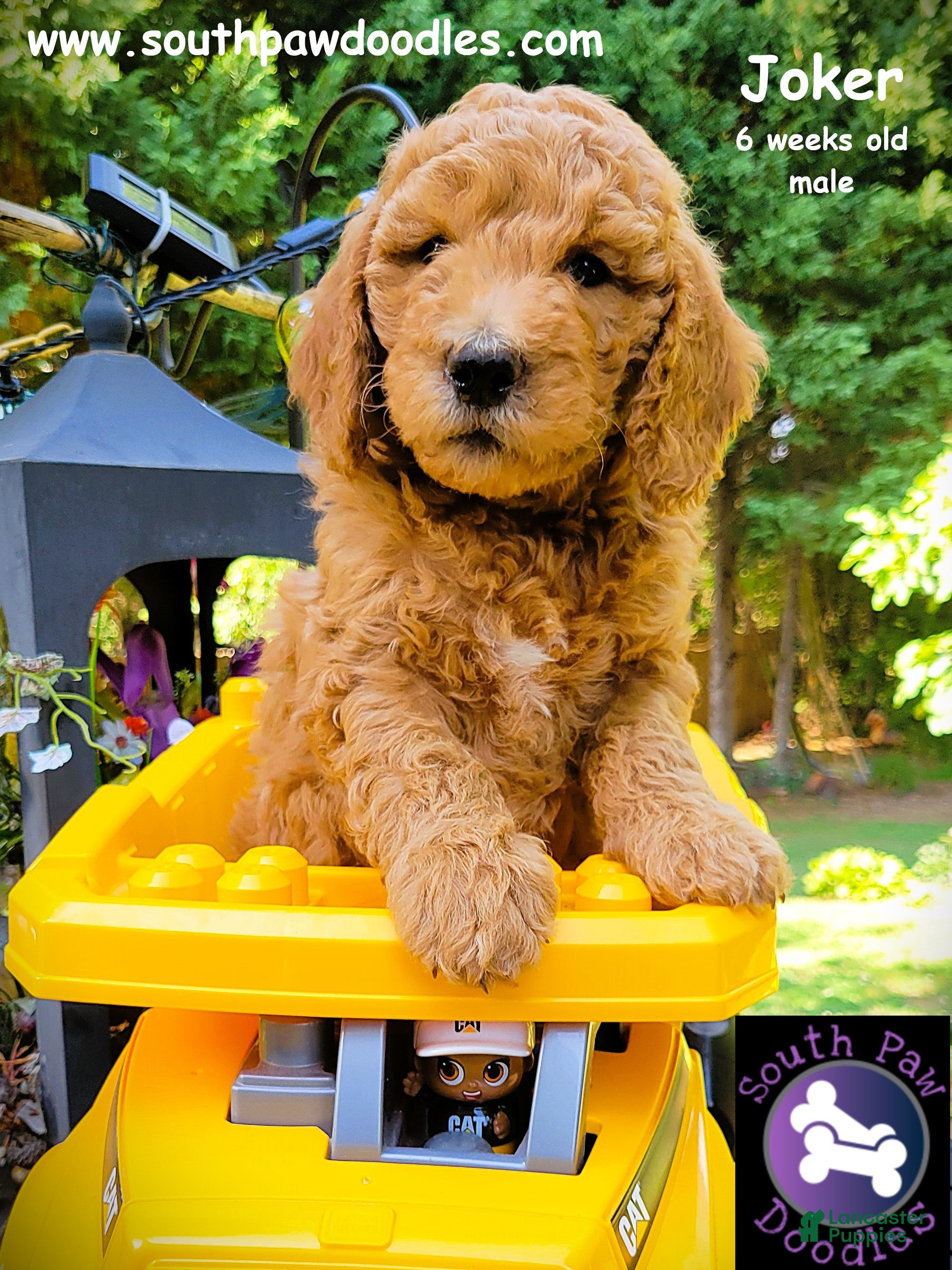 Goldendoodle dogs Joker - Ad 2