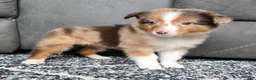 Australian Shepherd dogs for sale: Hazel - Ad 6