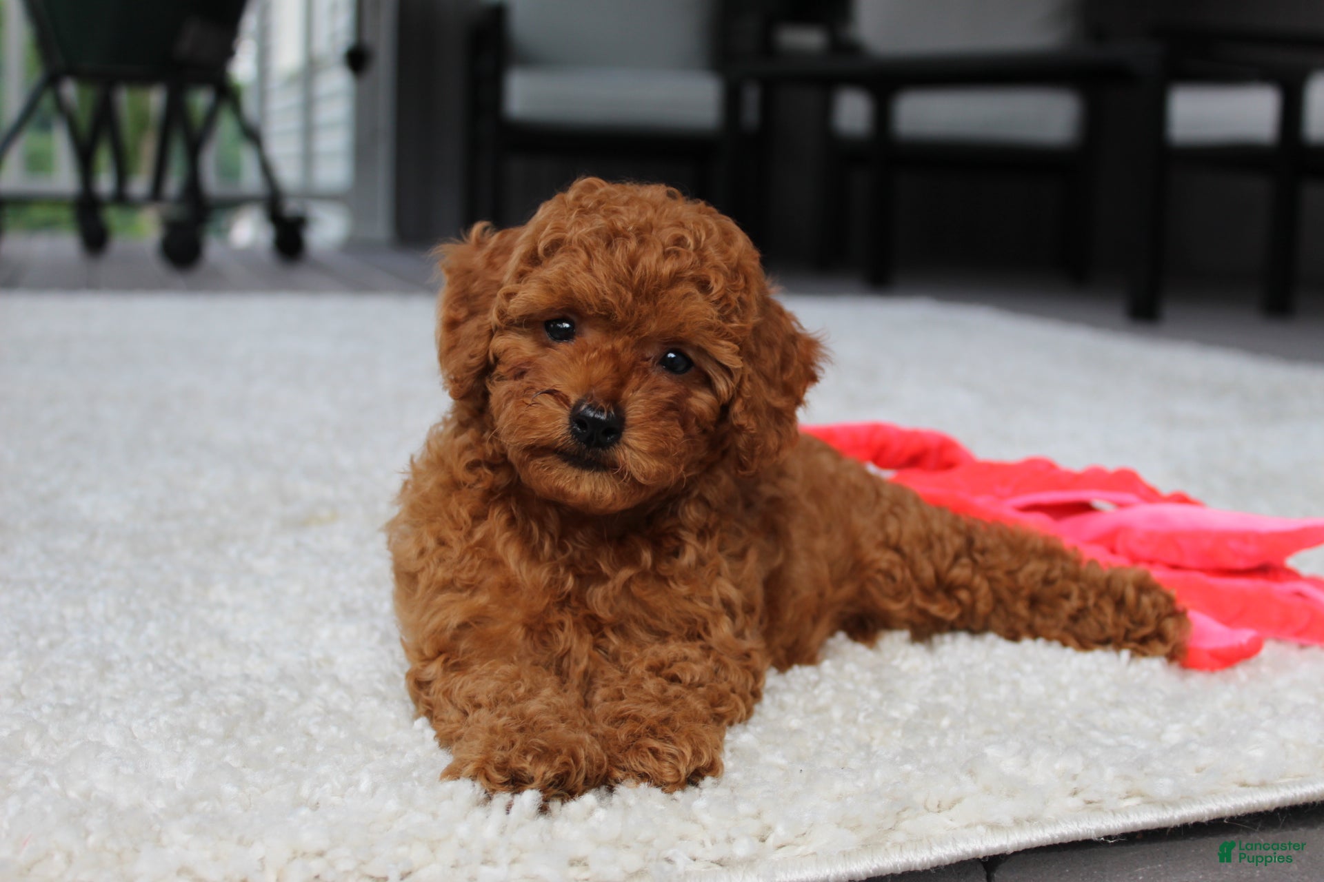 Toy Poodle dogs Tony - Ad 1