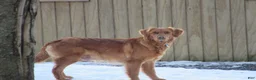 Golden Retriever dogs for sale: HAILEY - Ad 7