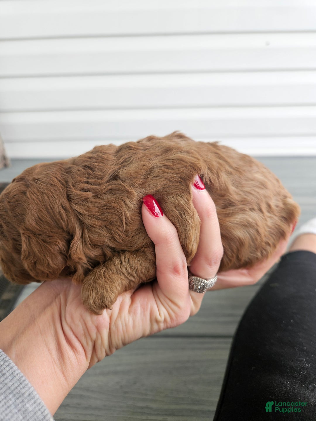 Cavapoo dogs for sale: Storm - Ad 3