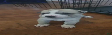 Pitsky 1
