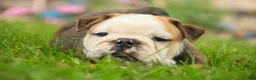 English Bulldog dogs for sale: Riley English Bulldog  - Ad 7
