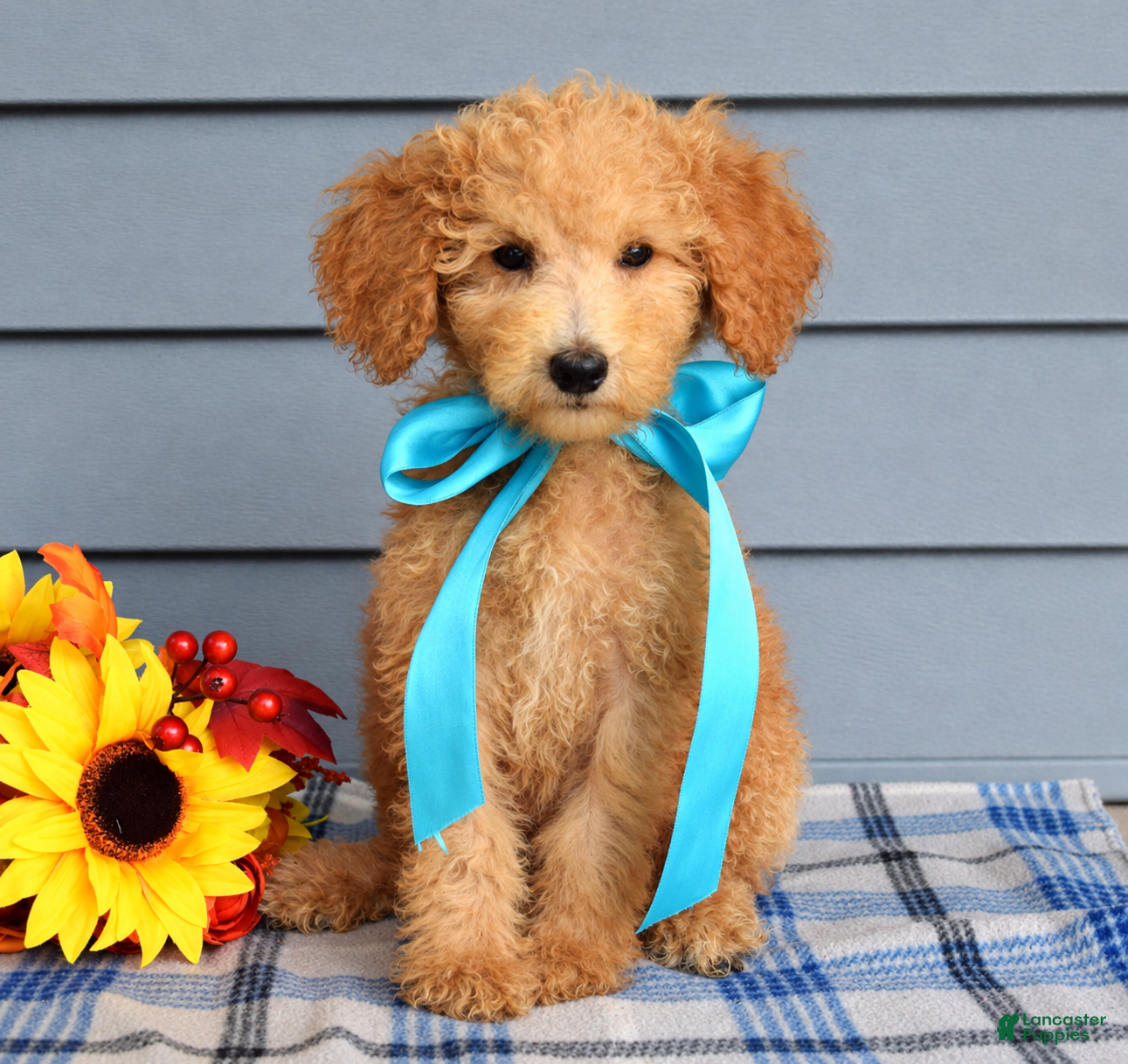 Goldendoodle dogs Odie - Ad 2