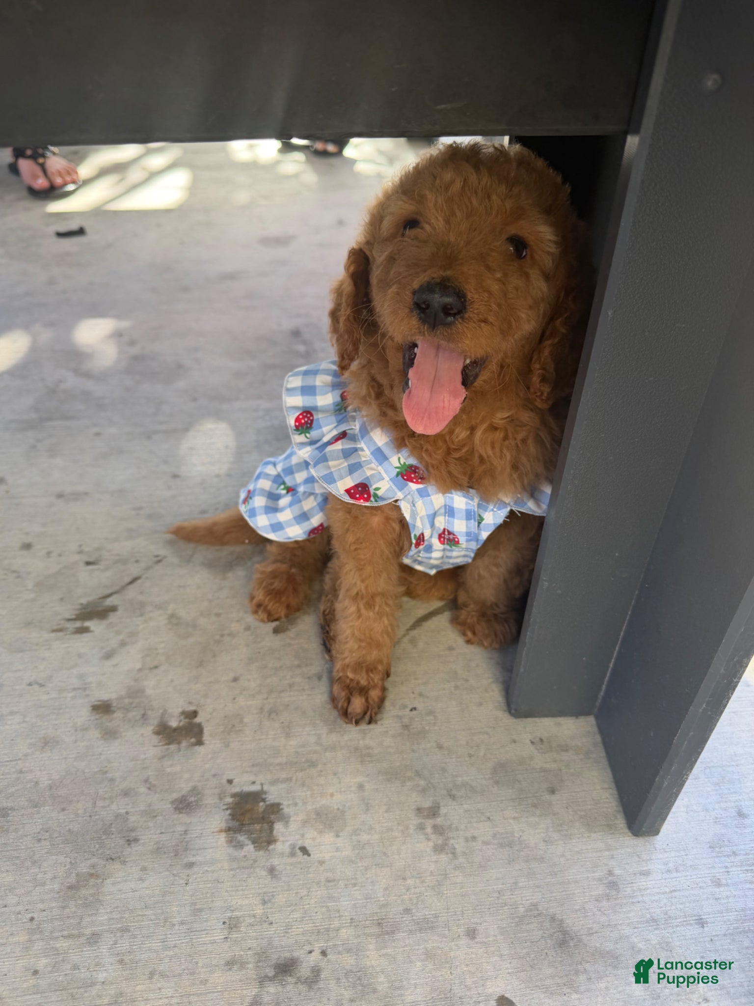 Goldendoodle dogs for sale: Goldendoodle Puppy 2 - Ad 7