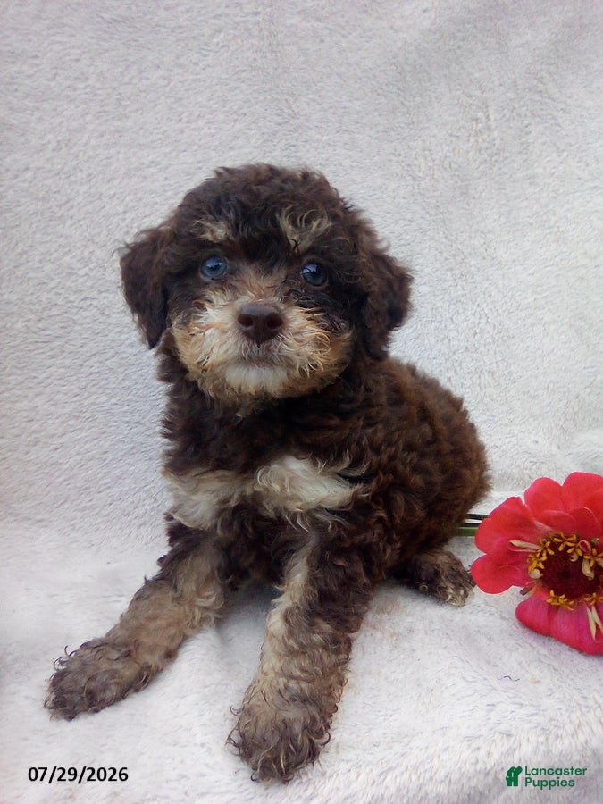 Toy Poodle dogs Trent - Ad 1