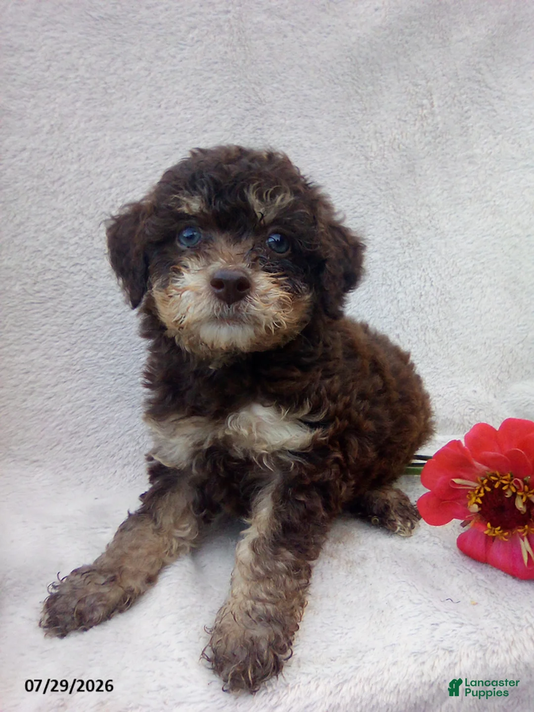 Toy Poodle dogs for sale: Trent - Ad 1