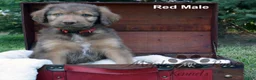 Aussiedoodle dogs for sale: Gray Mia Male - Ad 4