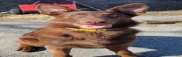 German Shepherd dogs for sale: Mocha - Ad 4