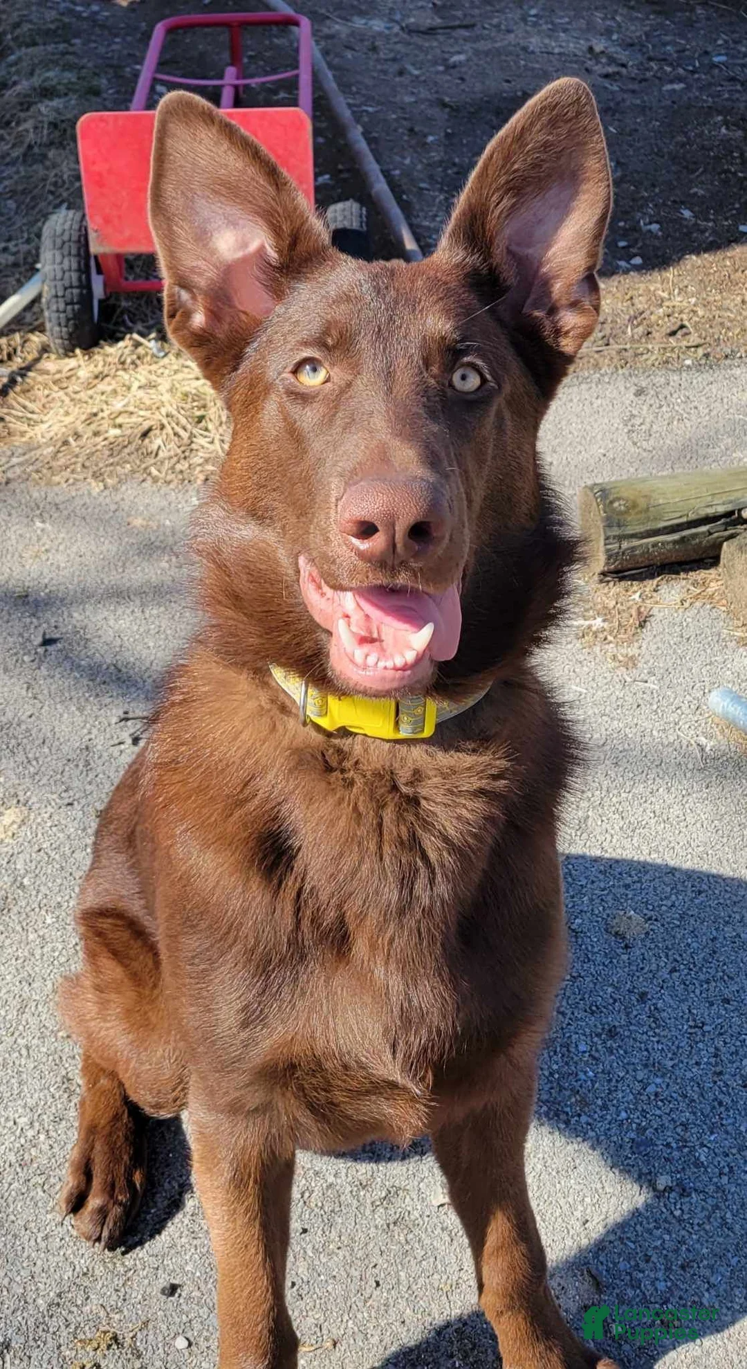 German Shepherd dogs for sale: Mocha - Ad 4