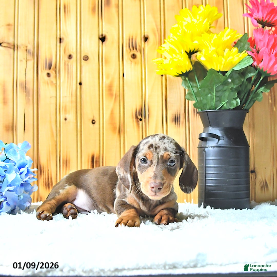 Miniature Dachshund dogs for sale: Sparky - Ad 3