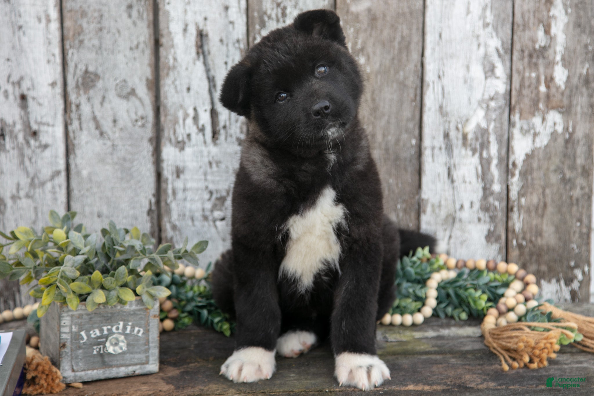 Akita dogs Andrea - Ad 6