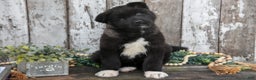 Akita dogs for sale: Andrea - Ad 1