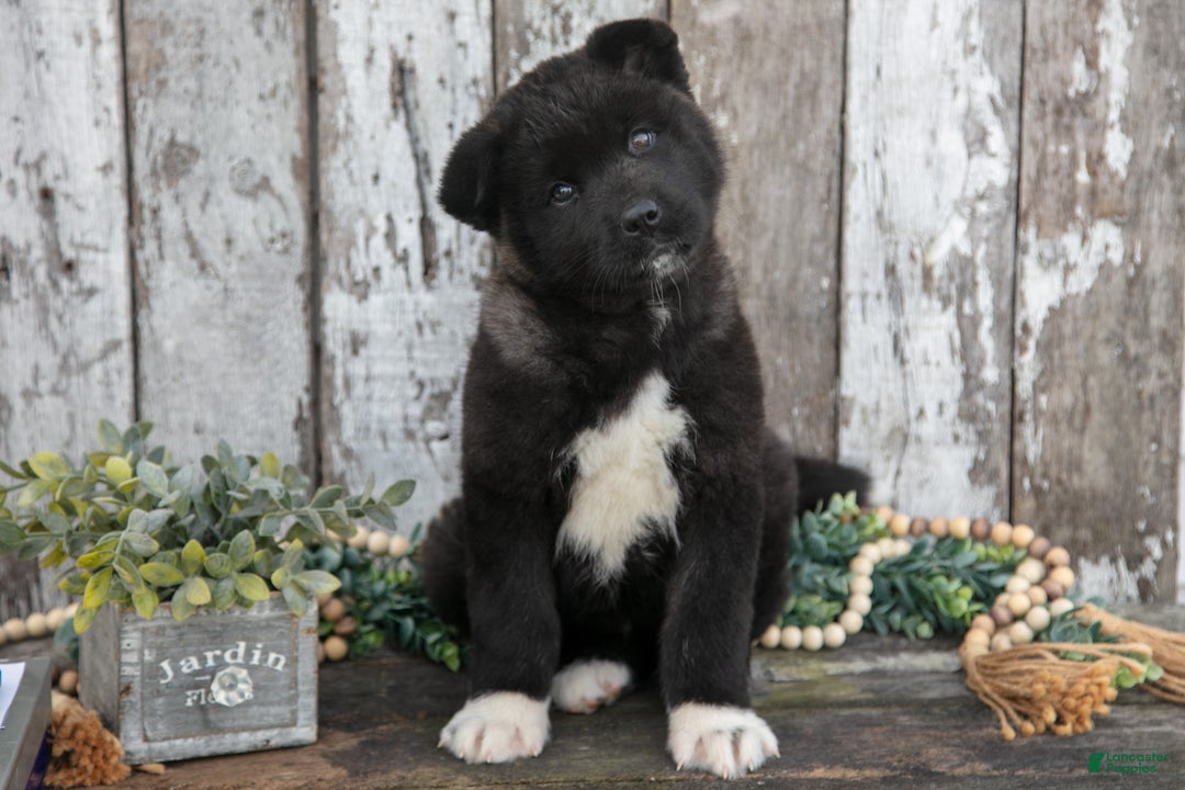 Akita dogs for sale: Andrea - Ad 1