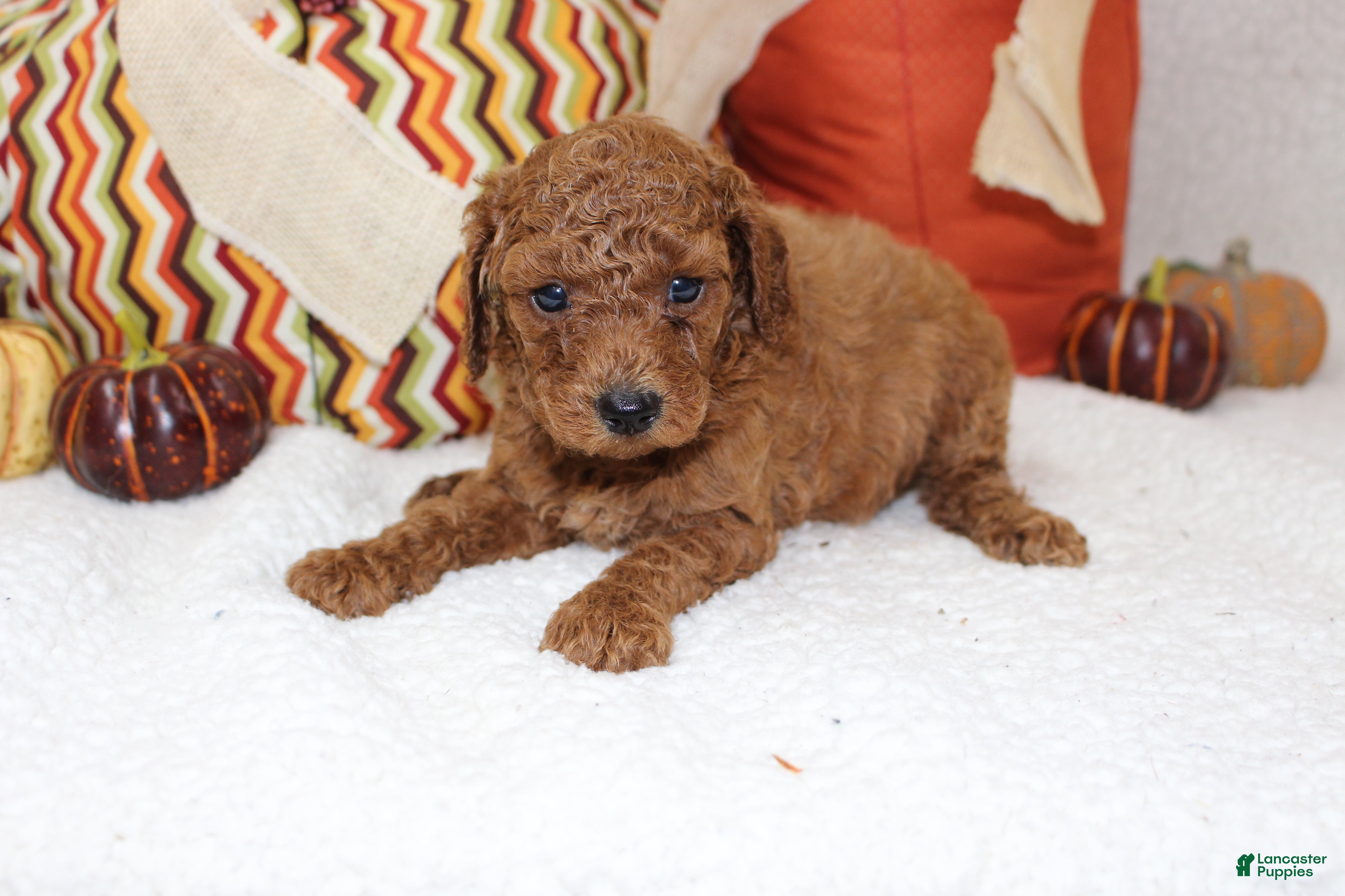 Miniature Poodle Puppies for sale in North Carolina Lancaster