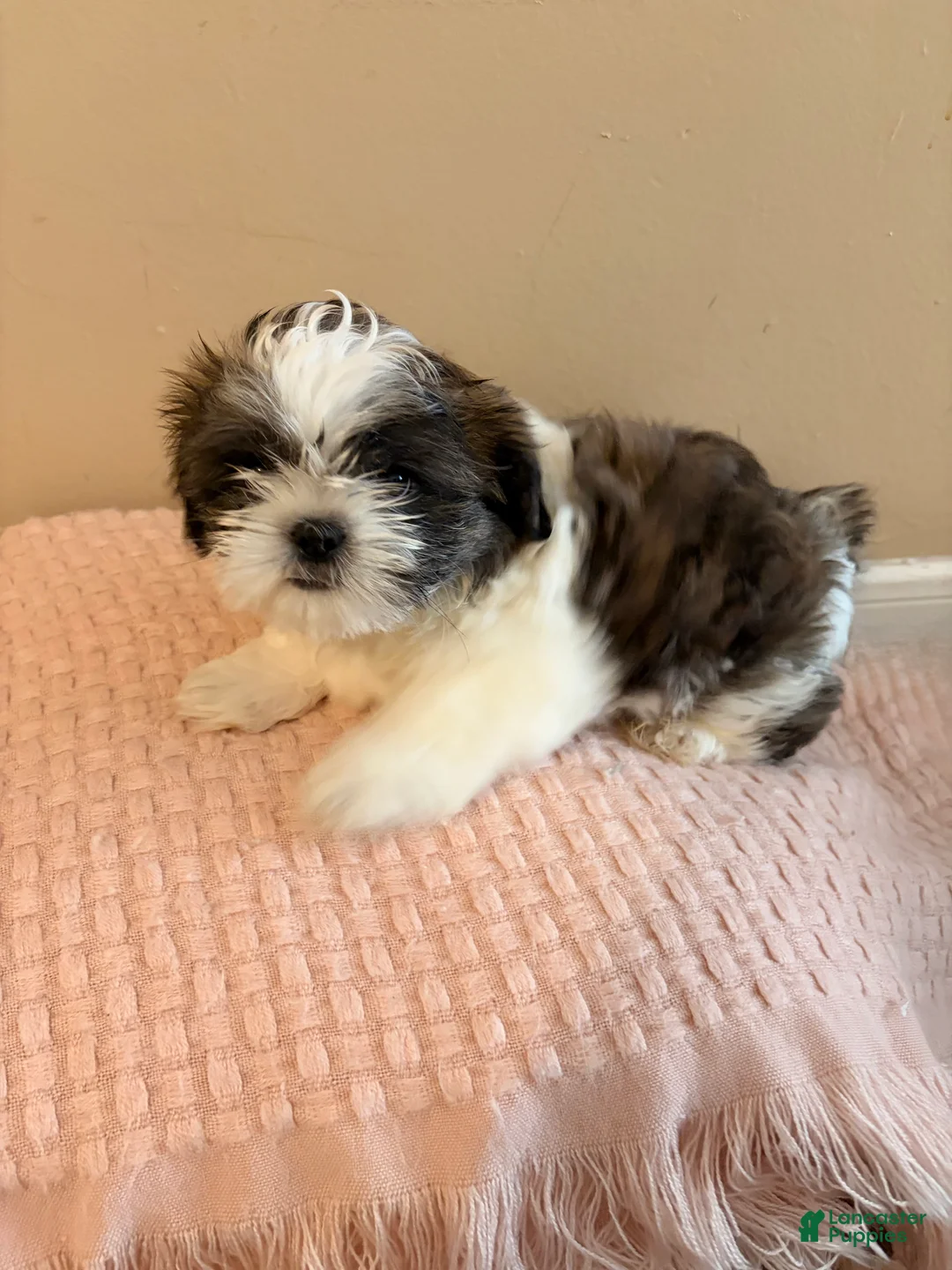 Shih Tzu dogs for sale: Mr Cuddles  - Ad 2