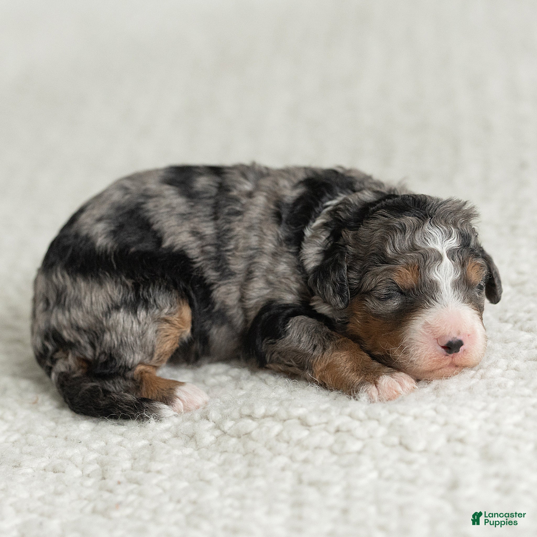 Mini Bernedoodle dogs for sale: Asher Miniature Bernedoodle  - Ad 1