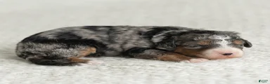 Asher Miniature Bernedoodle 