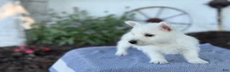 West Highland Terrier dogs for sale: Bandit - Ad 8