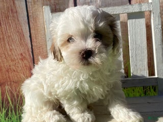 Shihpoo dogs - Ad 17