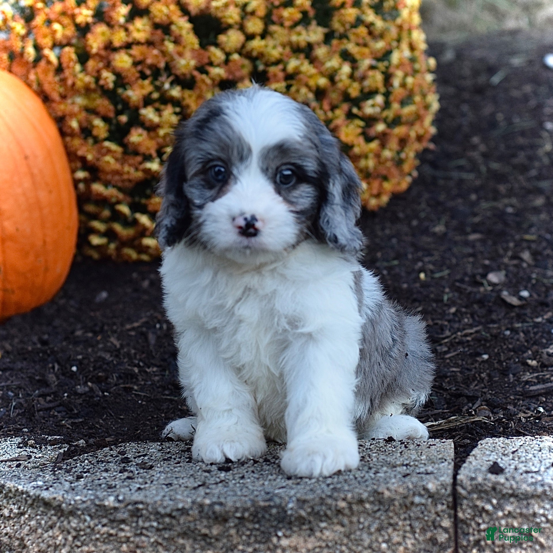 Duke Cavapoo for sale in Sugarcreek | Lancaster Puppies