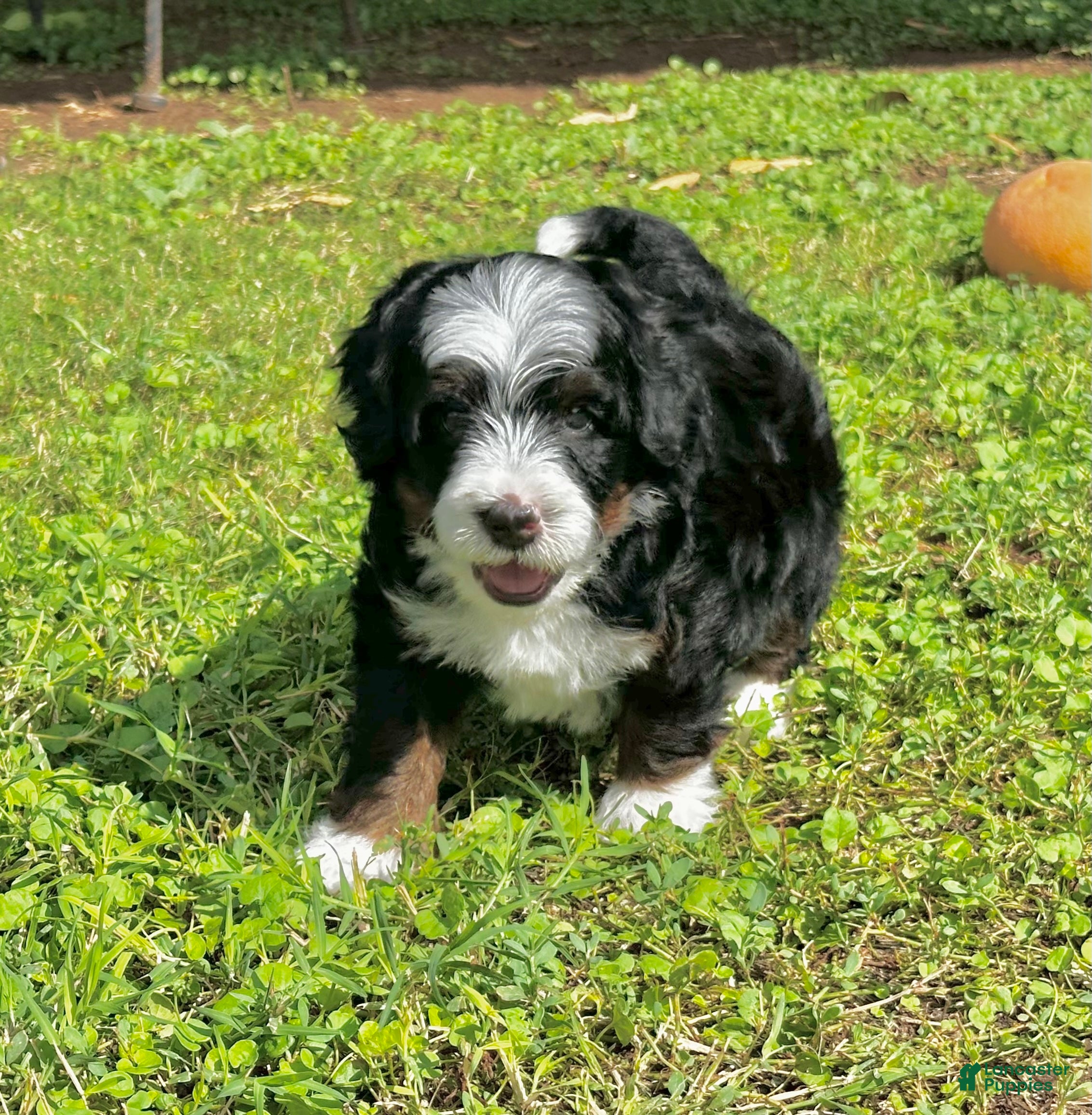 Mixed Breed dogs Tricolor Micro Bernedoodle - Ad 2