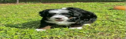 Mixed Breed dogs for sale: Tricolor Micro Bernedoodle - Ad 2