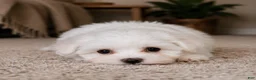 Maltese dogs for sale: Milo - Ad 4