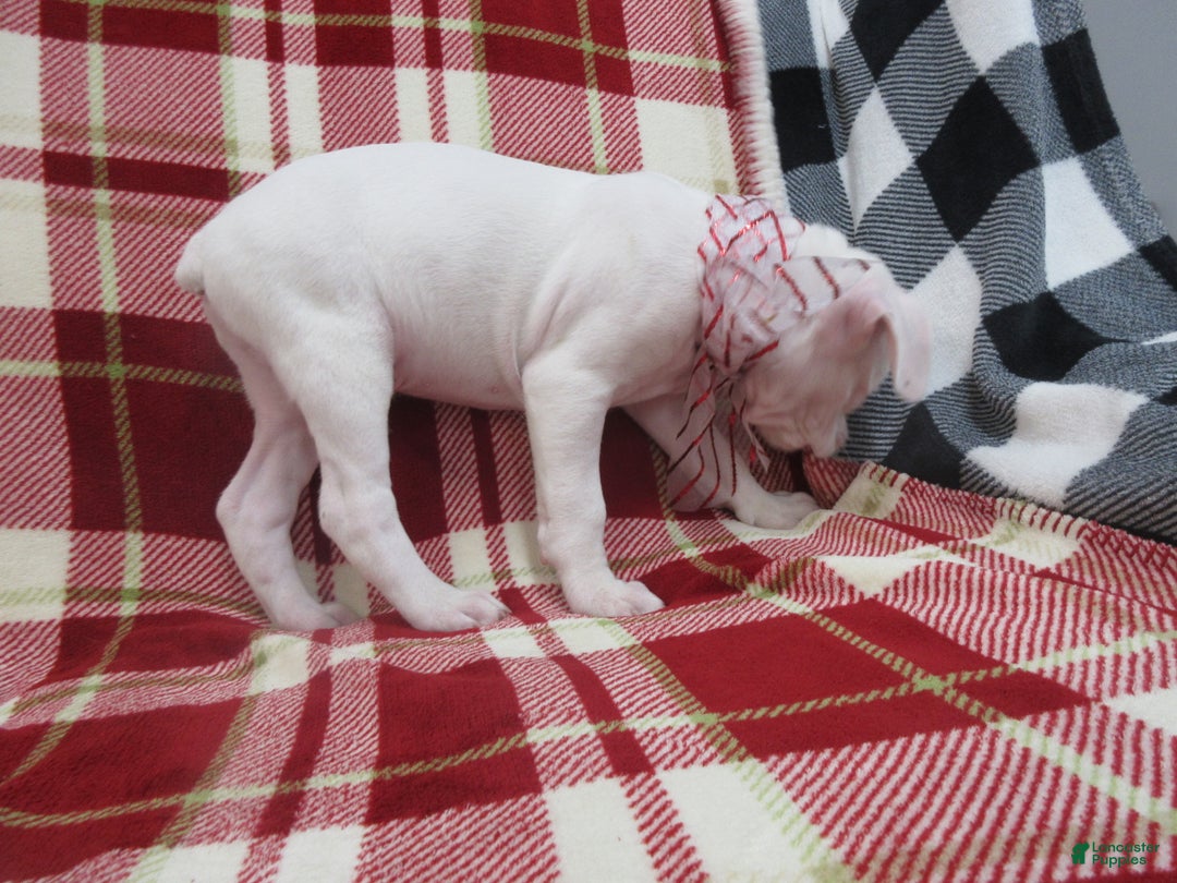 Boxer dogs for sale: Diamond - Ad 3