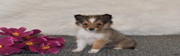 Shetland Sheepdog dogs for sale: Erica - Ad 3