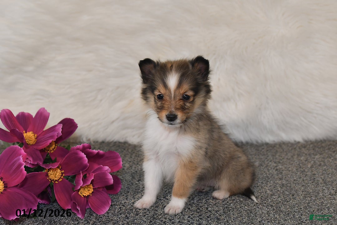 Shetland Sheepdog dogs for sale: Erica - Ad 3