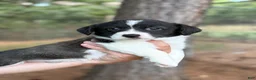 Mixed Breed dogs for sale: BRINDLE - Ad 9