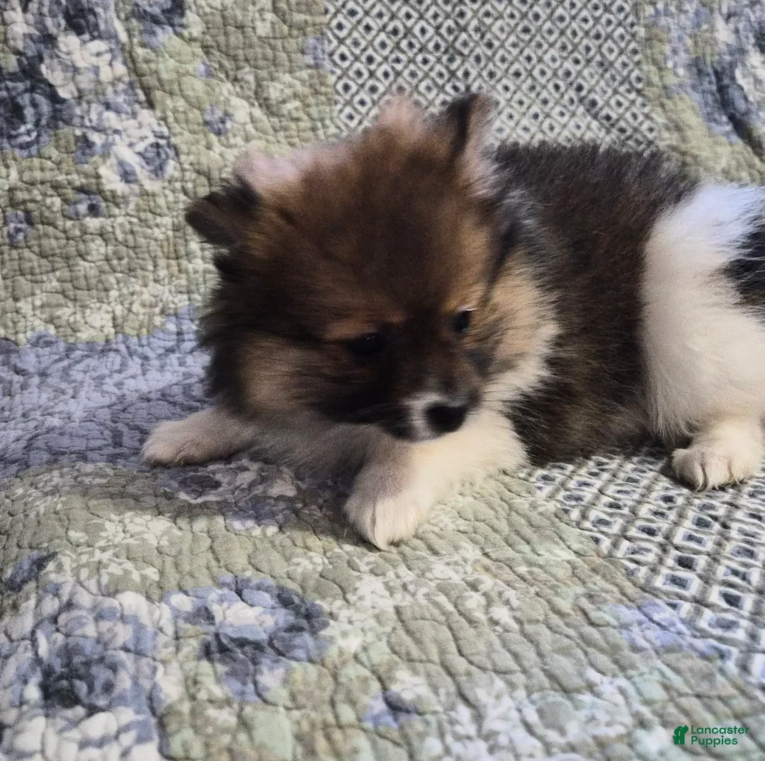 Pomeranian dogs for sale: Honey - Ad 2
