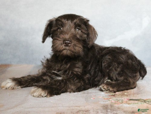 Miniature Schnauzer dogs Kaleb - Ad 41