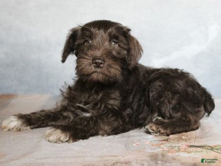 Miniature Schnauzer dogs Kaleb - Ad 35