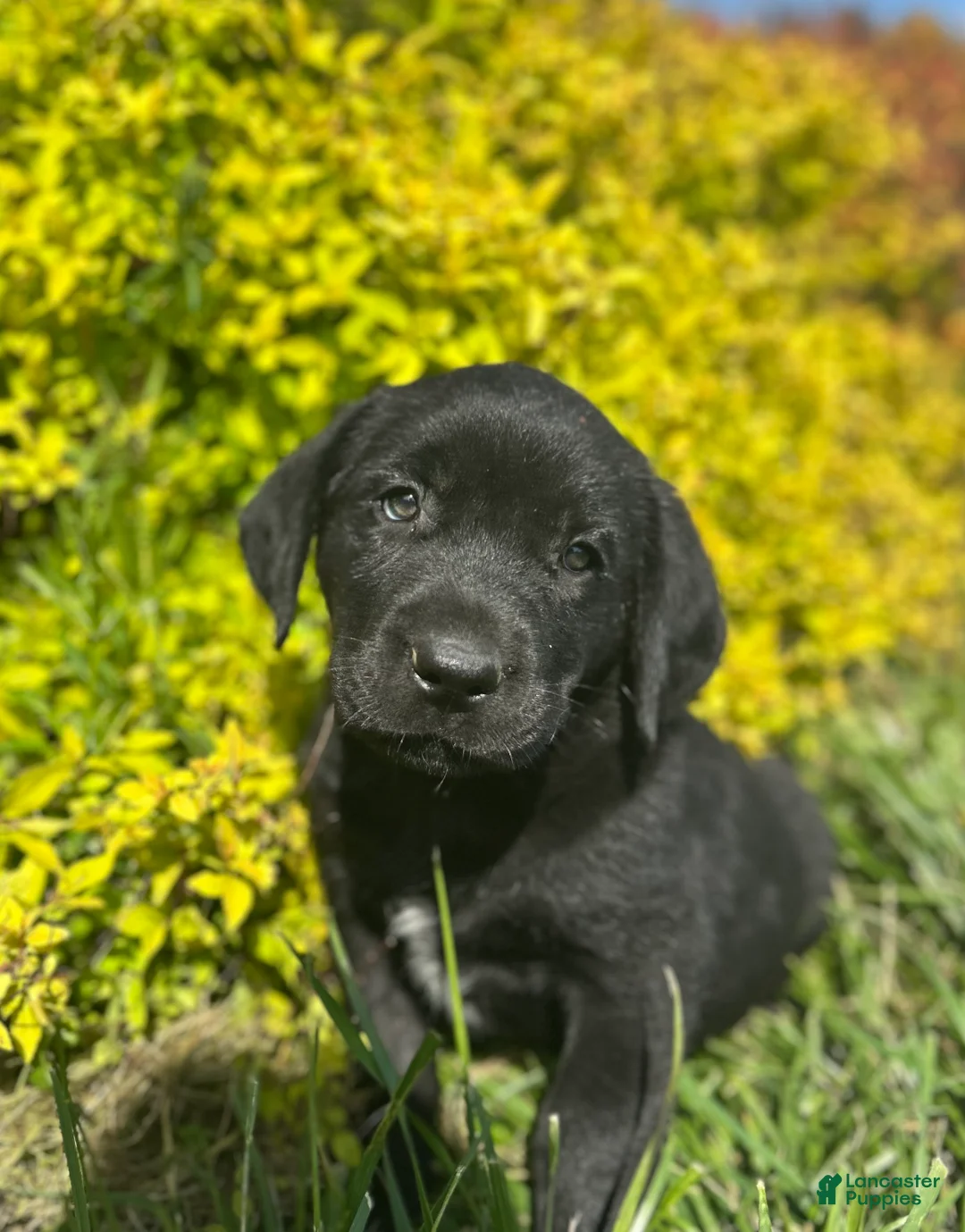 Labrador Retriever dogs for sale: Bella - Ad 2